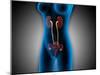 X-Ray View of Female Body with Reproductive Organs-null-Mounted Art Print