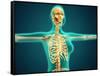 X-Ray View of Female Upper Body Showing Rib Cage, Spine and Skull-null-Framed Stretched Canvas