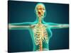 X-Ray View of Female Upper Body Showing Rib Cage, Spine and Skull-null-Stretched Canvas