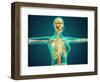 X-Ray View of Female Upper Body Showing Rib Cage, Spine and Skull-null-Framed Art Print