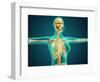 X-Ray View of Female Upper Body Showing Rib Cage, Spine and Skull-null-Framed Art Print