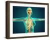 X-Ray View of Female Upper Body Showing Rib Cage, Spine and Skull-null-Framed Art Print