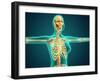 X-Ray View of Female Upper Body Showing Rib Cage, Spine and Skull-null-Framed Art Print