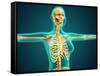 X-Ray View of Female Upper Body Showing Rib Cage, Spine and Skull-null-Framed Stretched Canvas