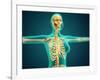 X-Ray View of Female Upper Body Showing Rib Cage, Spine and Skull-null-Framed Art Print