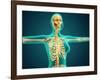 X-Ray View of Female Upper Body Showing Rib Cage, Spine and Skull-null-Framed Art Print