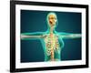 X-Ray View of Female Upper Body Showing Rib Cage, Spine and Skull-null-Framed Art Print