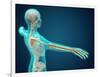 X-Ray View of Human Body Showing Skeletal Bones in the Arm and Hand-null-Framed Art Print