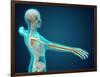 X-Ray View of Human Body Showing Skeletal Bones in the Arm and Hand-null-Framed Art Print