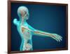 X-Ray View of Human Body Showing Skeletal Bones in the Arm and Hand-null-Framed Art Print