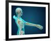 X-Ray View of Human Body Showing Skeletal Bones in the Arm and Hand-null-Framed Art Print