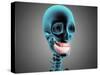 X-Ray View of Human Skeleton Showing Teeth and Gums-null-Stretched Canvas