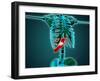 X-Ray View of Human Skeleton with Liver-null-Framed Art Print