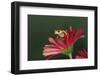 Xanthic Red-eyed Tree frog and reflection-Adam Jones-Framed Photographic Print