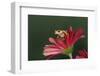 Xanthic Red-eyed Tree frog and reflection-Adam Jones-Framed Photographic Print