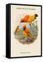Xanthomelus Aureus - Golden Bird of Paradise-John Gould-Framed Stretched Canvas