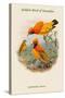 Xanthomelus Aureus - Golden Bird of Paradise-John Gould-Stretched Canvas