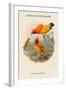 Xanthomelus Aureus - Golden Bird of Paradise-John Gould-Framed Art Print