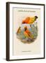 Xanthomelus Aureus - Golden Bird of Paradise-John Gould-Framed Art Print