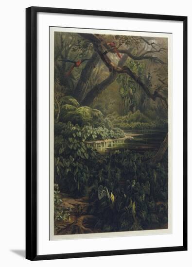 Xanthosoma and Other Exotic Flora and Birds in the Brazilian Jungle-J. Selleny-Framed Photographic Print