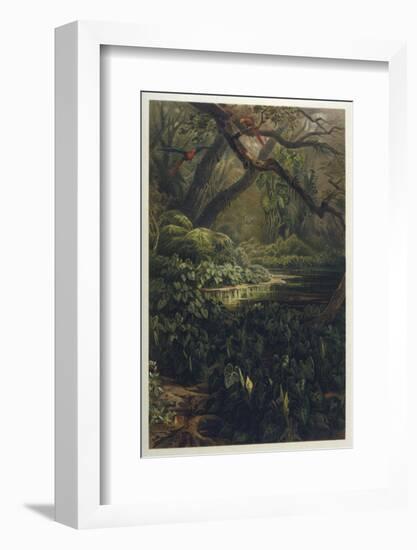 Xanthosoma and Other Exotic Flora and Birds in the Brazilian Jungle-J. Selleny-Framed Photographic Print