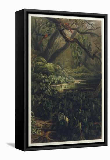 Xanthosoma and Other Exotic Flora and Birds in the Brazilian Jungle-J. Selleny-Framed Stretched Canvas