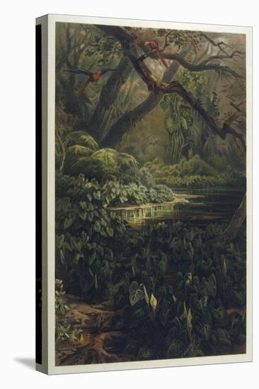 Xanthosoma and Other Exotic Flora and Birds in the Brazilian Jungle-J. Selleny-Stretched Canvas