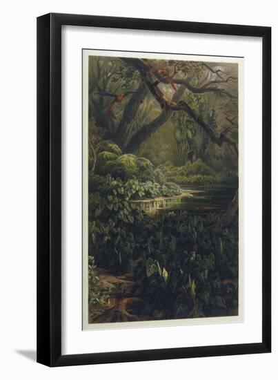 Xanthosoma and Other Exotic Flora and Birds in the Brazilian Jungle-J. Selleny-Framed Photographic Print