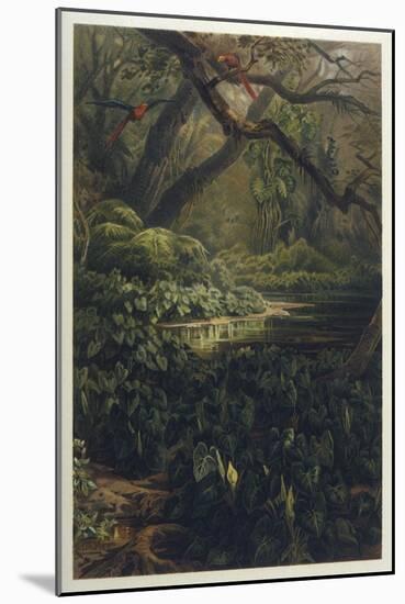 Xanthosoma and Other Exotic Flora and Birds in the Brazilian Jungle-J. Selleny-Mounted Photographic Print