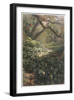 Xanthosoma and Other Exotic Flora, and Birds in the Brazilian Jungle-null-Framed Art Print