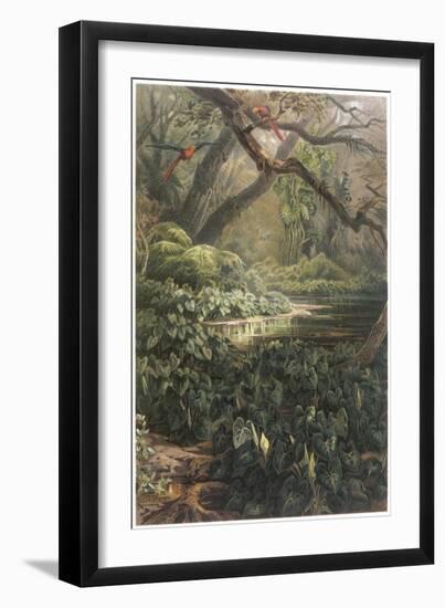 Xanthosoma and Other Exotic Flora, and Birds in the Brazilian Jungle-null-Framed Art Print