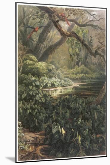 Xanthosoma and Other Exotic Flora, and Birds in the Brazilian Jungle-null-Mounted Art Print