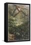 Xanthosoma and Other Exotic Flora, and Birds in the Brazilian Jungle-null-Framed Stretched Canvas