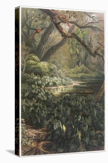 Xanthosoma and Other Exotic Flora, and Birds in the Brazilian Jungle-null-Stretched Canvas
