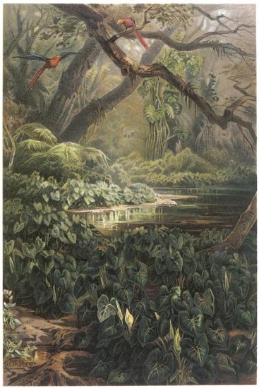 Premium Giclee Print, , large