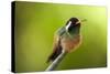 Xantus Hummingbird, Baja, Mexico-null-Stretched Canvas