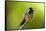 Xantus Hummingbird, Baja, Mexico-null-Framed Stretched Canvas