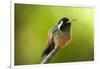 Xantus Hummingbird, Baja, Mexico-null-Framed Photographic Print