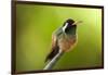 Xantus Hummingbird, Baja, Mexico-null-Framed Photographic Print