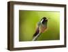 Xantus Hummingbird, Baja, Mexico-null-Framed Photographic Print