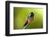 Xantus Hummingbird, Baja, Mexico-null-Framed Photographic Print