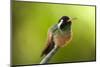 Xantus Hummingbird, Baja, Mexico-null-Mounted Photographic Print