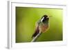 Xantus Hummingbird, Baja, Mexico-null-Framed Photographic Print