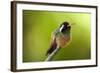 Xantus Hummingbird, Baja, Mexico-null-Framed Photographic Print