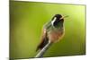 Xantus Hummingbird, Baja, Mexico-null-Mounted Photographic Print