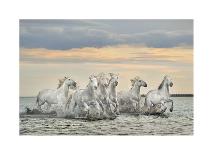 Running Horses-Xavier Ortega-Photographic Print