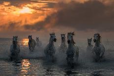Horses and reflection-Xavier Ortega-Photographic Print