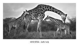 Giraffe Family-Xavier Ortega-Stretched Canvas