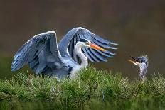 Heron with Chick-Xavier Ortega-Photographic Print