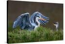 Stretched Canvas